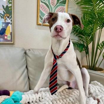 Ruben the Remarkable Romeo -  Pit Bull Terrier and Labrador Retriever Dog for Adoption in Friendswood, Texas - Ruben The Remarkable Romeo | PetCurious