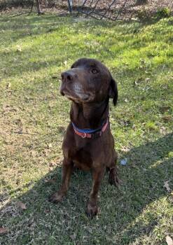 Labrador Retriever and Mixed Breed Dogs Available for Adoption - Chocolate Chip | PetCurious