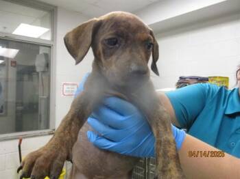 Pit Bull Terrier Dogs Available for Adoption in Oklahoma City, Oklahoma - A472733 | PetCurious