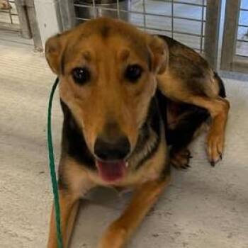 Figaro 26-10-059 -  Shepherd and Mixed Breed Dog for Adoption in Bastrop, Texas - Figaro 26-10-059 | PetCurious