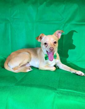 Robert -  Chihuahua Dog for Adoption in Boise, Idaho - Robert | PetCurious