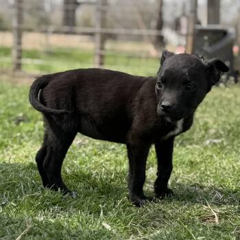 American Staffordshire Terrier Dogs Available for Adoption - Virgo | PetCurious