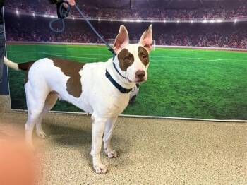 MANCHITAS -  Bull Terrier and Mixed Breed Dog for Adoption in Doral, Florida - MANCHITAS | PetCurious
