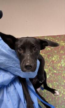 Walrus -  American Staffordshire Terrier and Mixed Breed Dog for Adoption in San Antonio, Texas - Walrus | PetCurious