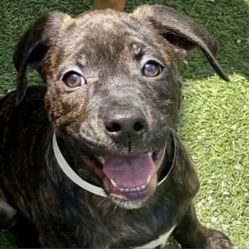 Boxer and Australian Cattle Dog Blue Heeler Dogs Available for Adoption in Loxahatchee Groves, Florida - Ari AKA Benny 8599 | PetCurious