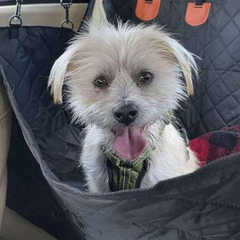 Scrappy -  Terrier and Mixed Breed Dog for Adoption in Montgomery, Texas - Scrappy | PetCurious