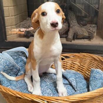 Rescue Beagle and Hound Dogs for Adoption in Lindenhurst, New York - Livy | PetCurious