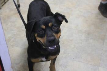 Rescue Rottweiler and Mixed Breed Dogs for Adoption in Picayune, Mississippi - Tulip | PetCurious