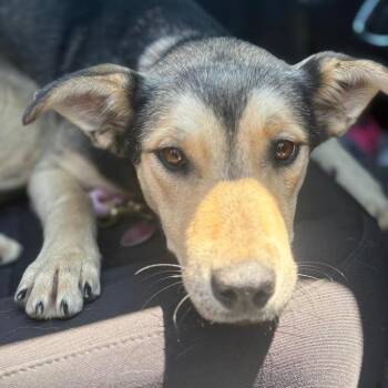 German Shepherd Dog and Mixed Breed Dogs Available for Adoption in Marshall, Texas - Pancake | PetCurious