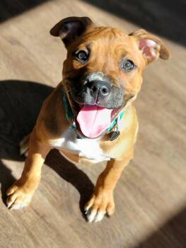 Mixed Breed Dogs Available for Adoption - Reba | PetCurious
