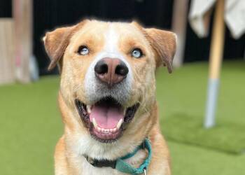 Rescue Akita Dogs for Adoption in Ridgeland, South Carolina - Eli | PetCurious