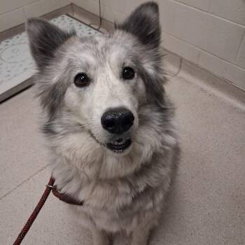 Scooby Snack -  Husky and Mixed Breed Dog for Adoption in Murray, Utah - Scooby Snack | PetCurious