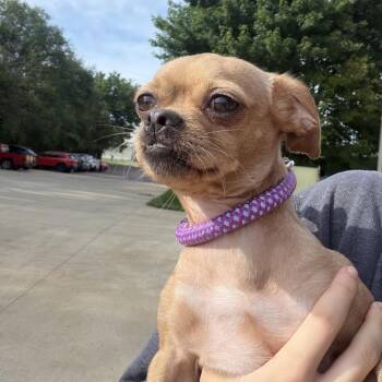 Sylvie -  Chihuahua Dog for Adoption in Pekin, Illinois - Sylvie | PetCurious