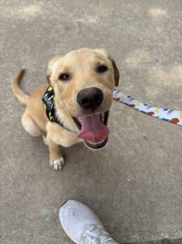Ralphie -  Golden Retriever and Yellow Labrador Retriever Dog for Adoption in Kirksville, Missouri - Ralphie | PetCurious