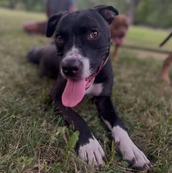 Jasper -  Pit Bull Terrier Dog for Adoption in Detroit, Michigan - Jasper | PetCurious