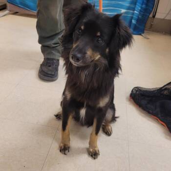 Mixed Breed Dogs Available for Adoption in Lake Panasoffkee, Florida - Gentry | PetCurious