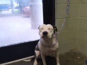 HANNAH -  Pit Bull Terrier and Mixed Breed Dog for Adoption in Tulsa, Oklahoma - HANNAH | PetCurious