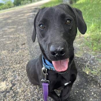 Jetson -  Dachshund and Labrador Retriever Dog for Adoption in Center Point, Texas - Jetson | PetCurious