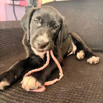 Davidburg -  Mixed Breed Dog for Adoption in Fredericksburg, Virginia - Davidburg | PetCurious