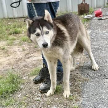 Paw-varotti -  Husky and Mixed Breed Dog for Adoption in Washington, District Of Columbia - Paw-varotti | PetCurious