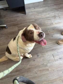 Sweets -  Saint Bernard Dog for Adoption in Winchester, Indiana - Sweets | PetCurious