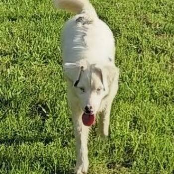 Derek -  Australian Shepherd Dog for Adoption in Huntsville, Alabama - Derek | PetCurious