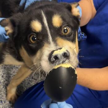 Shepherd Dogs Available for Adoption in Greenville, South Carolina - Halloween | PetCurious