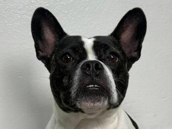 Stitch -  French Bulldog Dog for Adoption in Portland, Oregon - Stitch | PetCurious