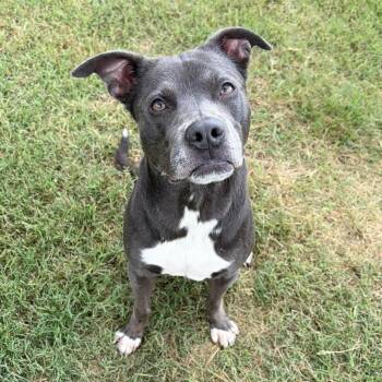 Tony the Angel -  Staffordshire Bull Terrier and Pit Bull Terrier Dog for Adoption in Burlington, North Carolina - Tony The Angel | PetCurious