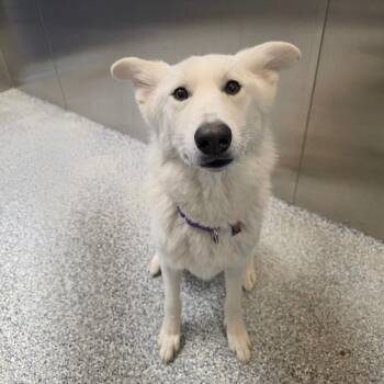 Husky and Shepherd Dogs Available for Adoption - Alu | PetCurious