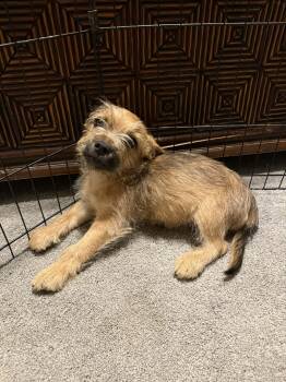 Yorkshire Terrier and French Bulldog Dogs Available for Adoption in Las Vegas, Nevada - Peanut | PetCurious