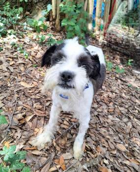 Naoto BR14583-T LOCAL Adoption Event in Burlington 8/22 -  Schnauzer and Poodle Dog for Adoption in Missouri City, Texas - Naoto BR14583-T LOCAL Adoption Event In Burlington 8/22 | PetCurious