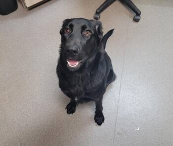 Labrador Retriever and Shepherd Dogs Available for Adoption in La Porte, Indiana - Harley | PetCurious