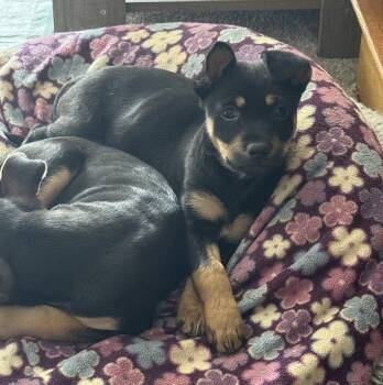 Terrier Dogs Available for Adoption in Brooklyn Center, Minnesota - Belinda | PetCurious