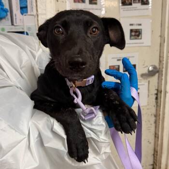 Wanda -  Shepherd Dog for Adoption in Edinburg, Texas - Wanda | PetCurious