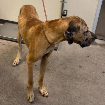 109964 -  Mixed Breed Dog for Adoption in Las Cruces, New Mexico - 109964 | PetCurious