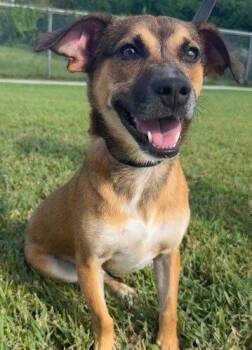 Esme -  Mixed Breed Dog for Adoption in Jackson, Louisiana - Esme | PetCurious