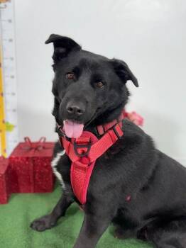 Flat Coated Retriever and Shepherd Dogs Available for Adoption - Batman | PetCurious