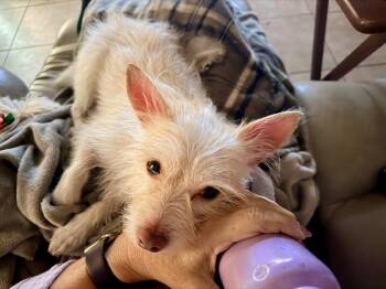 Terrier Dogs Available for Adoption - Karmellow | PetCurious