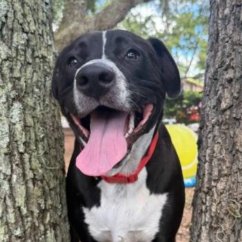 Maximus -  Terrier Dog for Adoption in St. Augustine, Florida - Maximus | PetCurious
