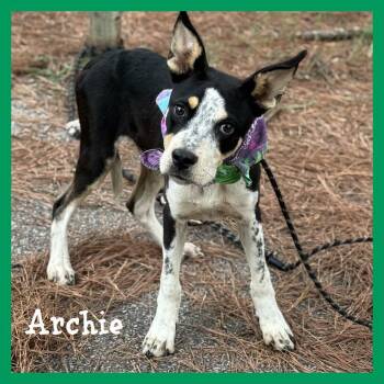 Archie -  Mixed Breed Dog for Adoption in Sumter, South Carolina - Archie | PetCurious