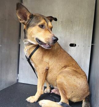 PANFILO -  American Staffordshire Terrier Dog for Adoption in San Antonio, Texas - PANFILO | PetCurious