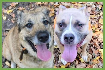 Freya and Luna -  Anatolian Shepherd and Pit Bull Terrier Dog for Adoption in Amherst, Massachusetts - Freya And Luna | PetCurious