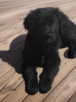 Black Labrador Retriever and Bearded Collie Dogs Available for Adoption - Roger  | PetCurious
