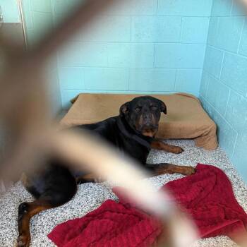 0699-D26 -  Rottweiler Dog for Adoption in Port Charlotte, Florida - 0699-D26 | PetCurious