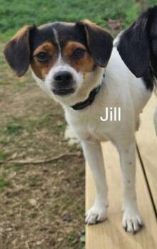 Jill -  Beagle Dog Available for Adoption in Dale City, Virginia - Jill | PetCurious