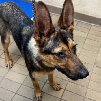 Ludwig -  German Shepherd Dog Dog for Adoption in Birmingham, Alabama - Ludwig | PetCurious