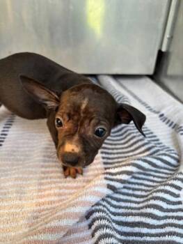 Steve -  Terrier and Mixed Breed Dog for Adoption in Honolulu, Hawaii - Steve | PetCurious