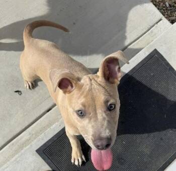 Pit Bull Terrier Dogs Available for Adoption - Honey Nova | PetCurious