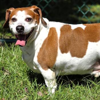 Elvis (aka Elvie) -  Beagle and Jack Russell Terrier Dog for Adoption in Michigan City, Indiana - Elvis (aka Elvie) | PetCurious